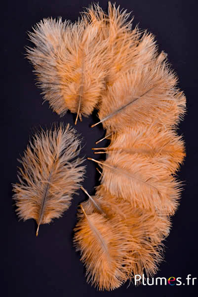 Struzzo Bellies - 8-13 cm - salmone